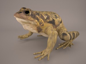 frog 3d model 3D मॉडल