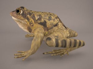 frog 3d model 3D Model