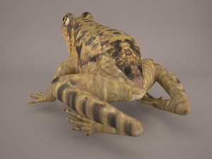 frog 3d model 3D Model