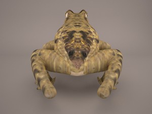 frog 3d model 3D Model