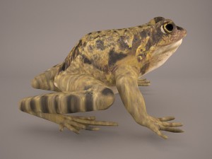 frog 3d model 3D Model