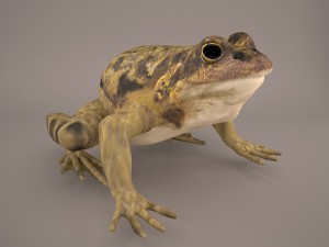 frog 3d model 3D Model