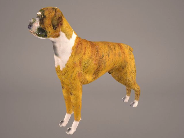 boxer 3D Model .c4d .max .obj .3ds .fbx .stl .blend 
