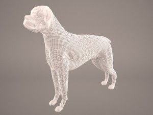 boxer 3D Model
