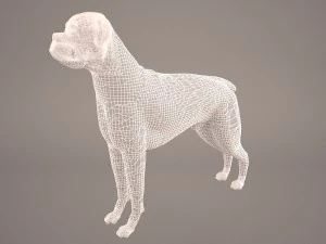 boxer 3D Model