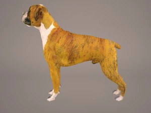 boxer 3D Model