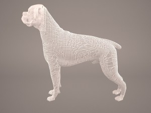 boxer 3D Model
