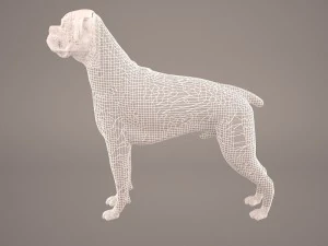 boxer 3D Model