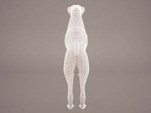 boxer 3D Model