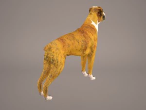boxer 3D Model