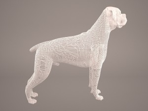 boxer 3D Model
