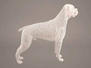 boxer 3D Model