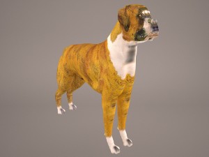 boxer 3D Model