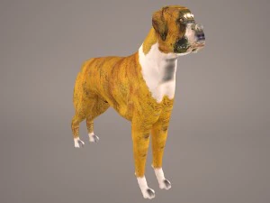 boxer 3D Model