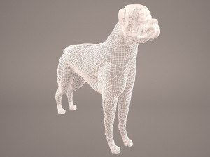 boxer 3D Model
