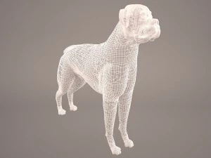 boxer 3D Model