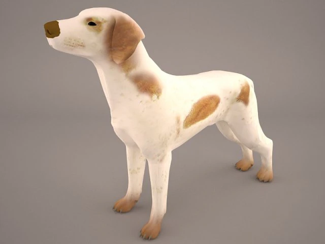 german shorthaired pointer kurzhaar 3D Model .c4d .max .obj .3ds .fbx .stl .blend