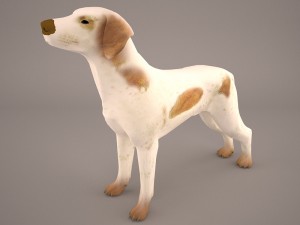 german shorthaired pointer kurzhaar 3D Model