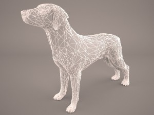 german shorthaired pointer kurzhaar 3D Model