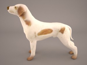 german shorthaired pointer kurzhaar 3D Model