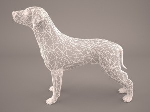 german shorthaired pointer kurzhaar 3D Model