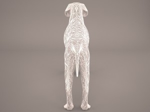 german shorthaired pointer kurzhaar 3D Model