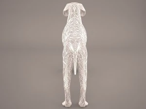 german shorthaired pointer kurzhaar 3D Model