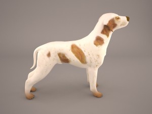 german shorthaired pointer kurzhaar 3D Model