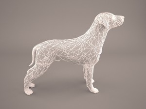 german shorthaired pointer kurzhaar 3D Model