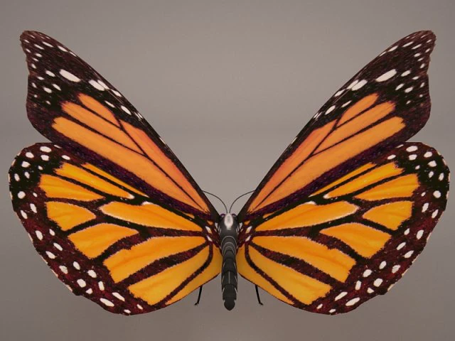 butterfly 3D Model .c4d .max .obj .3ds .fbx .stl .blend 