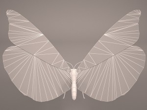 butterfly 3D 모델