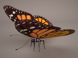 butterfly 3D 모델