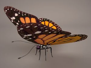 butterfly 3D Model