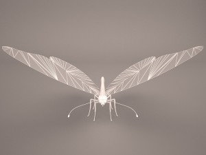 butterfly 3D 모델