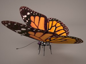 butterfly 3D 모델