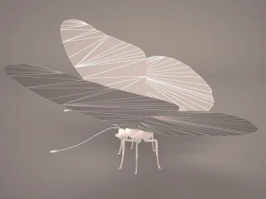 butterfly 3D Model