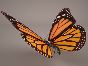 butterfly 3D 모델