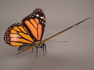 butterfly 3D 모델