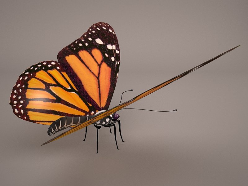 Бабочка 3д модель. Бабочка Марипоса. Моделирование Данаида Монарх. Бабочка Монарх. Бабочка с резными крыльями.