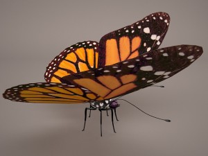butterfly 3D 모델