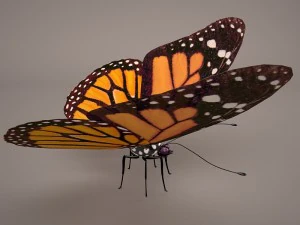 butterfly 3D Model