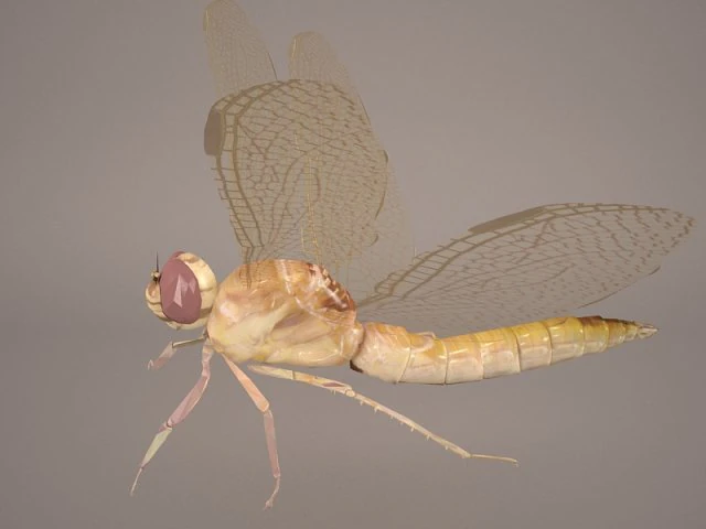 dragonfly 3D Model .c4d .max .obj .3ds .fbx .stl .blend 