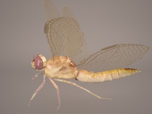 dragonfly 3D Model