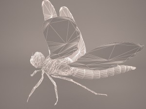 dragonfly 3D Модель