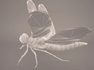 dragonfly 3D Model