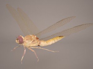 dragonfly 3D Модель