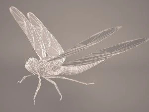 dragonfly 3D Model