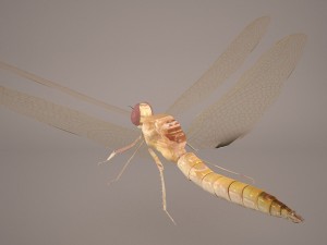 dragonfly 3D Модель