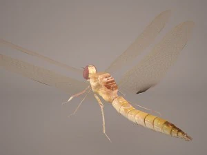 dragonfly 3D Model