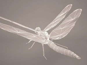 dragonfly 3D Model